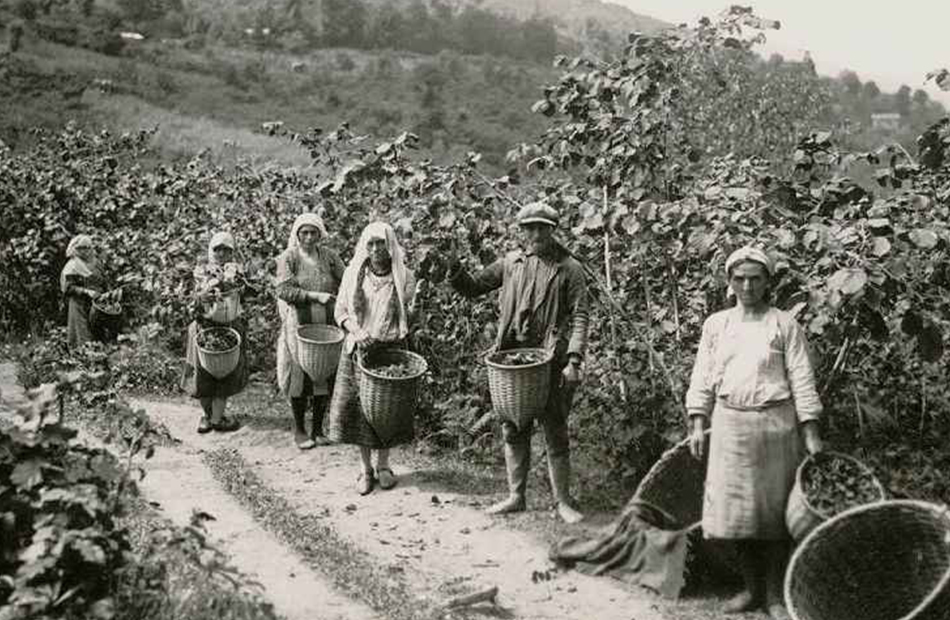 Fındığın Tarihi ve Kültürel Önemi: Binlerce Yıllık Lezzetin İzinde